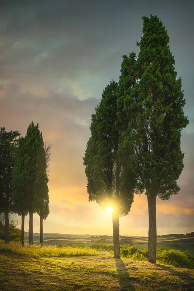 Cypress Trees Certaldo Canonica Park Sunset Florence Tuscany Italy Europe — Stock Photo, Image