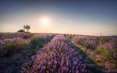 Gün batımında lavanta tarlaları ve ağaçlar. Santa Luce, Toskana, Pisa, İtalya. Avrupa