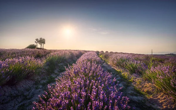 Campos Lavanda Árvores Pôr Sol Santa Luce Toscana Pisa Itália — Fotografia de Stock