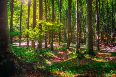 Casentino laik ormanı. Ağaç sisli orman ya da kayın ağacı. Toskana, İtalya. Foreste Casentinesi Ulusal Parkı, Toskana, İtalya, Avrupa