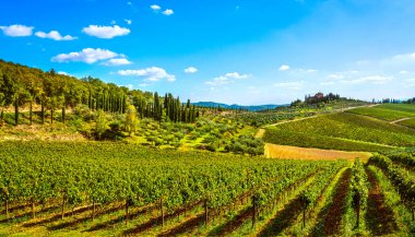 Sonbaharda günbatımında Chianti üzüm bağı ve panorama 'da Radda. Toskana, İtalya Avrupa.