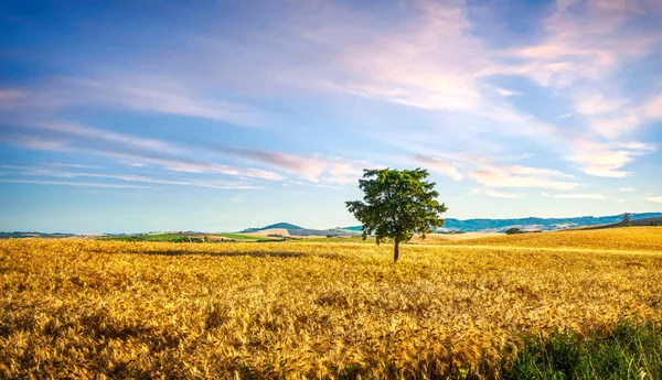 Tuscany Countryside Panorama Tree Wheat Field Santa Luce Pisa Italy — Stock Photo, Image