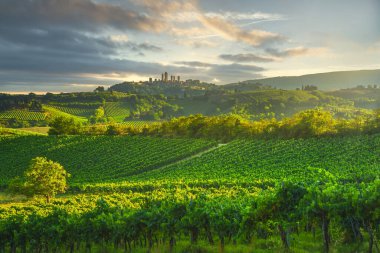 San Gimignano ortaçağ şehir kuleleri gökyüzü ve üzüm bağları güneş doğarken manzara manzarası. Toskana, İtalya, Avrupa.