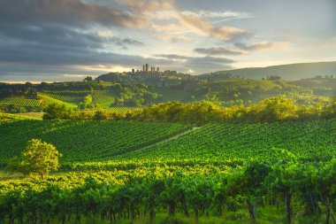 San Gimignano medieval town towers skyline and vineyards countryside landscape panorama on sunrise. Tuscany, Italy, Europe. clipart