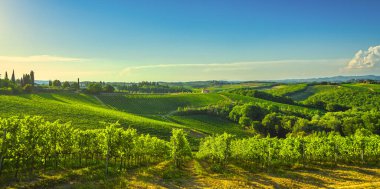 Kırsal Chianti ve Vernaccia üzüm bağlarının panoramik manzarası. San Gimignano 'da gün batımında. Toskana, İtalya, Avrupa.
