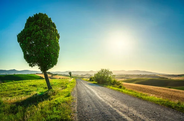 Landelijke Weg Cipres Boom Santa Luce Platteland Rollende Heuvels Achtergrond — Stockfoto