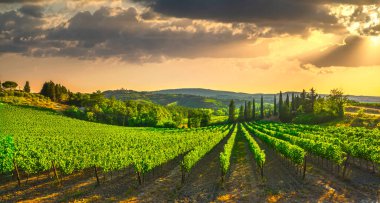 San Gimignano ortaçağ şehir kuleleri gökyüzü ve üzüm bağları güneş doğarken manzara manzarası. Toskana, İtalya, Avrupa.