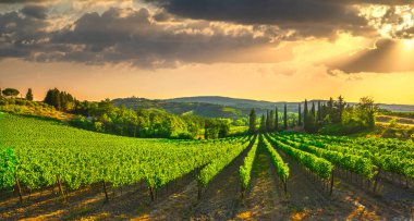 San Gimignano medieval town towers skyline and vineyards countryside landscape panorama on sunrise. Tuscany, Italy, Europe. clipart