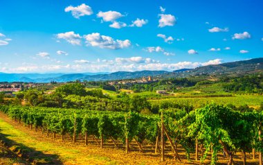 Vinci, Sangiovese üzüm bağları ve arka plandaki köy. Chianti üretim bölgesi, Floransa, Toskana İtalya Avrupa.