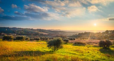 Maremma Günbatımı Panoraması. Zeytin ağaçları, kırsal ve deniz ufukta. San Vincenzo, Toskana, İtalya.