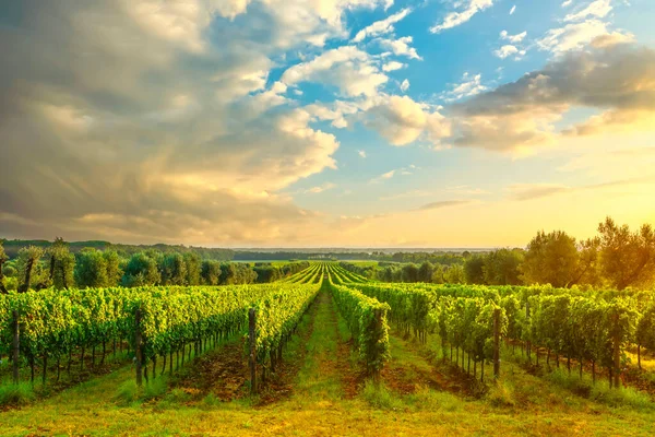 Viña Bolgheri Olivos Pinos Atardecer Maremma Toscana Italia Europa —  Fotos de Stock