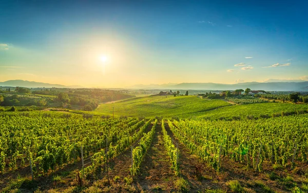 Gün Batımında Chianti Üzüm Bağları Panorama Cerreto Guidi Toskana Talya — Stok fotoğraf