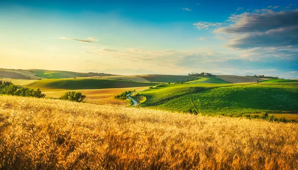 Toskánská Krajina Panorama Zvlněné Kopce Pšeničná Pole Při Západu Slunce — Stock fotografie
