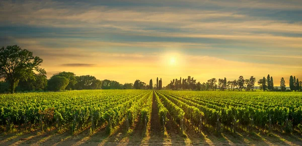 Bolgheri Vineyard Trees Sunset Maremma Tuscany Italy Europe — Stock Photo, Image