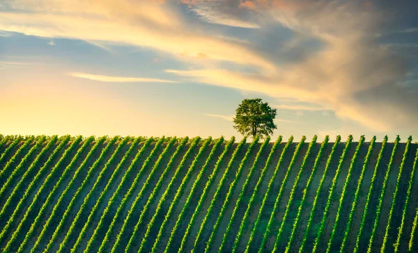 Wijngaard Boom Bij Zonsondergang Castellina Chianti Toscane Italië Europa — Stockfoto