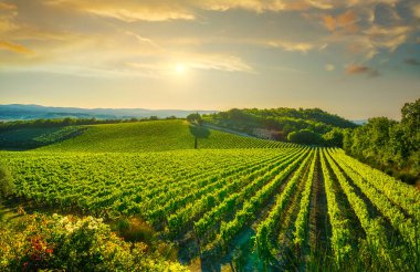 Gün batımında üzüm bağı. Sangiovese kırmızı İtalyan şarabı üzümü çeşitleri. Castellina Chianti, Toskana, İtalya, Avrupa.