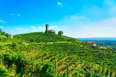 Prosecco Hills, üzüm bağları ve San Lorenzo kilisesi. Unesco Sitesi. Farra di Soligo. Veneto, İtalya, Avrupa.