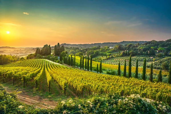 Casale Marittimo Dorp Wijngaarden Landschap Maremma Pisa Toscane Italië Europa — Stockfoto