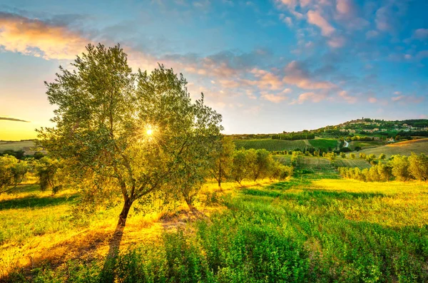 Casale Marittimo Vesnice Olivovníky Krajina Maremma Při Západu Slunce Pisa — Stock fotografie