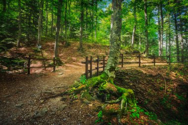 Abetone, mountain path inside a fir forest. Apennines, Tuscany, Italy. clipart