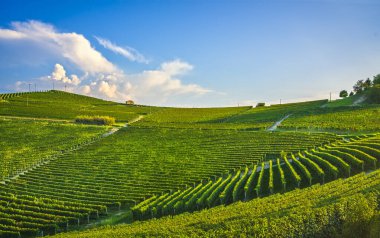 Gün batımında Langhe nebbiolo üzüm bağları, Barolo, Unesco Sitesi, Piedmont, Kuzey İtalya, Avrupa.
