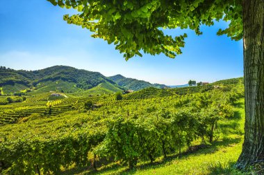 Prosecco Hills üzüm bağları ve ağaç çerçevesi. Unesco Sitesi. Guia, Valdobbiadene, Treviso, Veneto, İtalya, Avrupa.