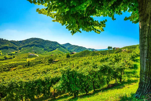 Prosecco Hills Üzüm Bağları Ağaç Çerçevesi Unesco Sitesi Guia Valdobbiadene — Stok fotoğraf