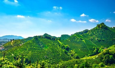 Prosecco Hills, günbatımında üzüm bağları. Unesco Sitesi. Farra di Soligo. Veneto, İtalya, Avrupa.
