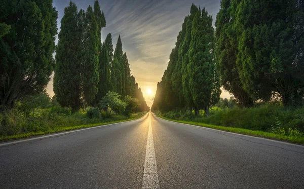 博尔热里著名的柏树在日落时笔直的林荫大道上 Maremma Landmark Tuscany Italy Europe — 图库照片