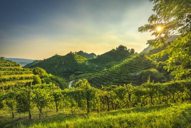 Prosecco Hills, günbatımında üzüm bağları. Unesco Sitesi. Farra di Soligo. Veneto, İtalya, Avrupa.