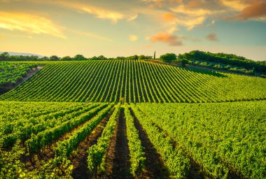 Gün batımında üzüm bağı. Sangiovese kırmızı İtalyan şarabı üzümü çeşitleri. Castellina Chianti, Toskana, İtalya, Avrupa.