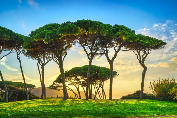 日落时分 松树群聚在靠近大海和海滩的地方 Baratti Maremma Piombino Tuscany Italy — 图库照片