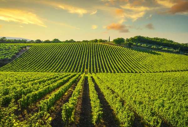 Gün Batımında Üzüm Bağı Sangiovese Kırmızı Talyan Şarabı Üzümü Çeşitleri — Stok fotoğraf