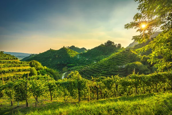 Prosecco Hills Vignobles Coucher Soleil Site Unesco Farra Soligo Veneto Images De Stock Libres De Droits