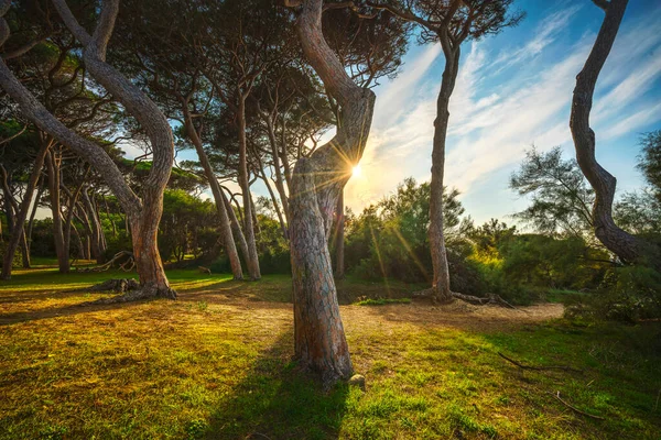 Dennenbomen Strand Zee Bij Zonsondergang Maremma Baratti Piombino Toscane Italië — Stockfoto