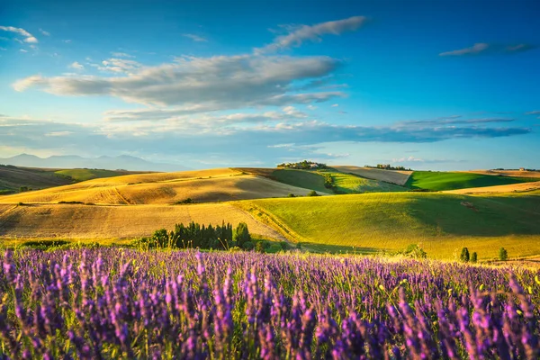 Fleurs Lavande Toscane Collines Champs Verdoyants Santa Luce Pise Italie Images De Stock Libres De Droits