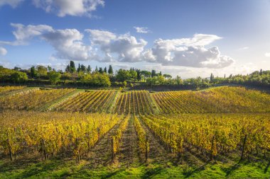 Sonbaharda günbatımında Chianti üzüm bağları manzarası. Toskana, İtalya Avrupa.