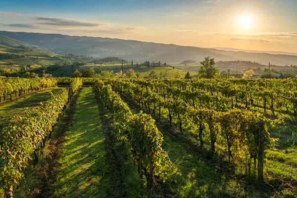 İtalya 'nın Toskana bölgesinde Floransa eyaletinin Panzano kentindeki ünlü şarap kasabasında altın saat boyunca kayan tepeler ve sıcak günbatımı ışığı altında üzüm bağları sıralanır.