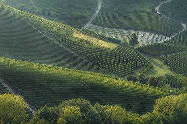 İtalya 'nın Piedmont bölgesinde Neive Barbaresco yakınlarındaki Langhe şarap bölgesinde gün batımında yuvarlanan tepelerde geometrik desenler yaratan teraslı üzüm bağlarının hava manzarası..