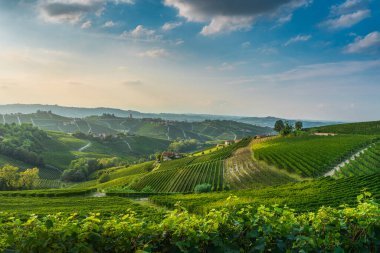 Langhe üzerinde altın gün batımı tarihi Barbaresco köyü ve arka planda ortaçağ kulesi olan üzüm bağları vardı. İtalya, Piedmont 'ta Rolling Hills şarap bölgesi