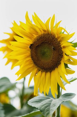 Ayçiçeği doğal arka plan, ayçiçeği çiçeği. Güzel ayçiçeği alan arka plan doğal yeşil bitkiler manzara olarak.