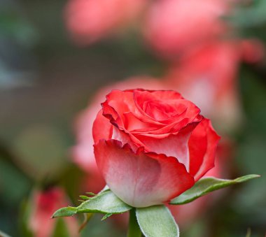 Gül çiçek doğal bulanık arka planda, flora - çiçekler.