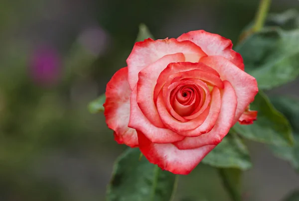Τριαντάφυλλο Λουλούδι Φυσικά Θολή Φόντο Χλωρίδα Λουλούδια — Φωτογραφία Αρχείου