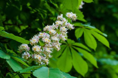 Yeşil yaprak arka planda kestane çiçekler. Doğa, Flora.