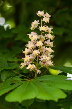 Yeşil yaprak arka planda kestane çiçekler. Doğa, Flora.