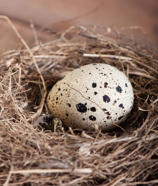 Bird Egg Natural Nest Nature Fauna — Stock Photo, Image