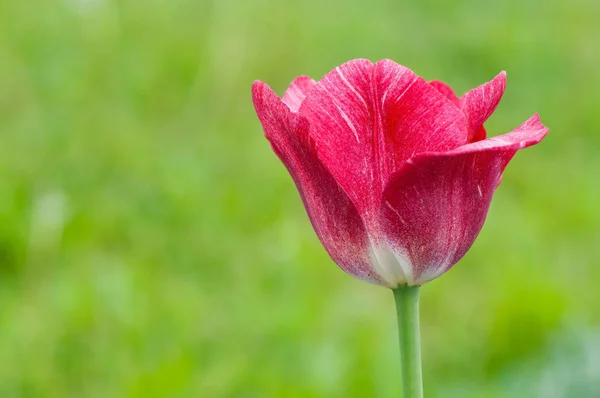 Lindas Flores Tulipa Fundo Verde — Fotografia de Stock