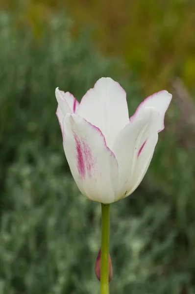 Lindas Flores Tulipa Fundo Verde — Fotografia de Stock