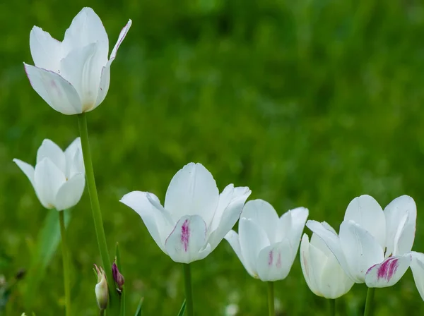 Lindas Flores Tulipa Fundo Verde — Fotografia de Stock