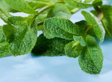 Mavi bir arka planda nane bir şube, baharatlar.